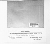 Phragmidium violaceum image